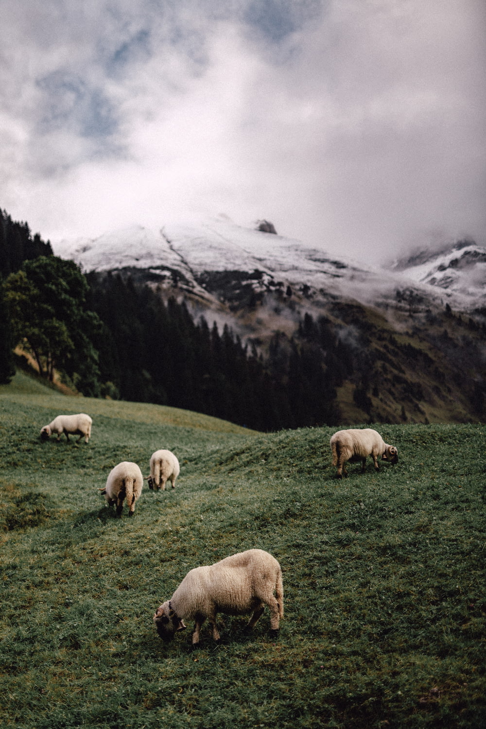 cinco ovelhas brancas comendo grama perto das montanhas durante o dia