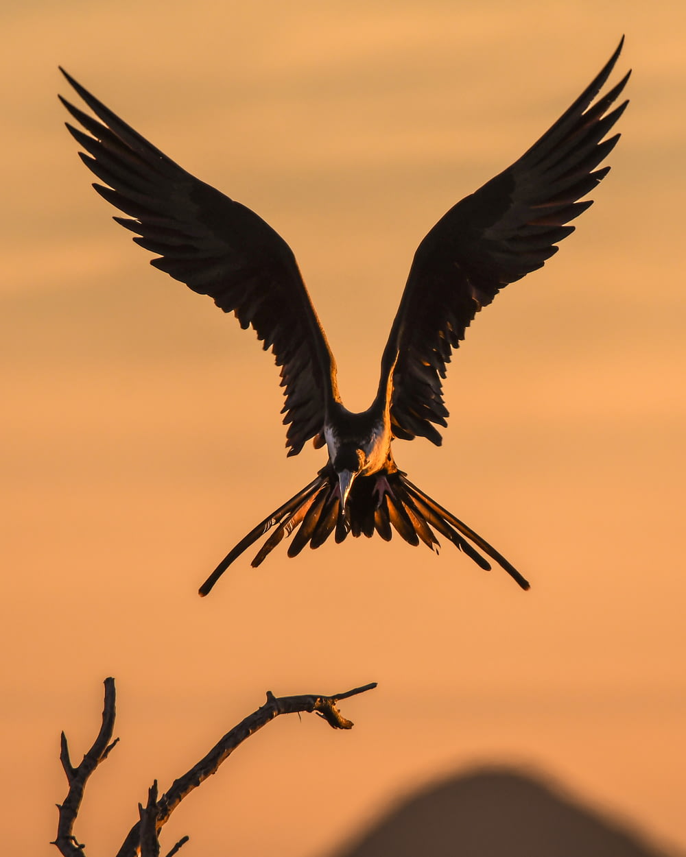 鳥の羽ばたきのセレクティブフォーカス写真