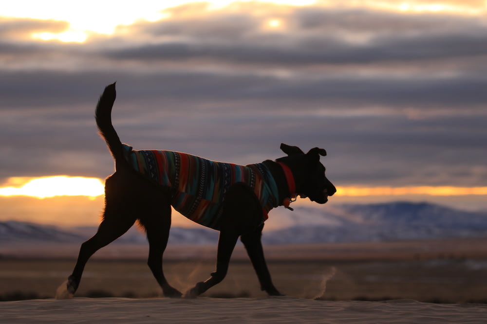 dog walking on road during dusk
