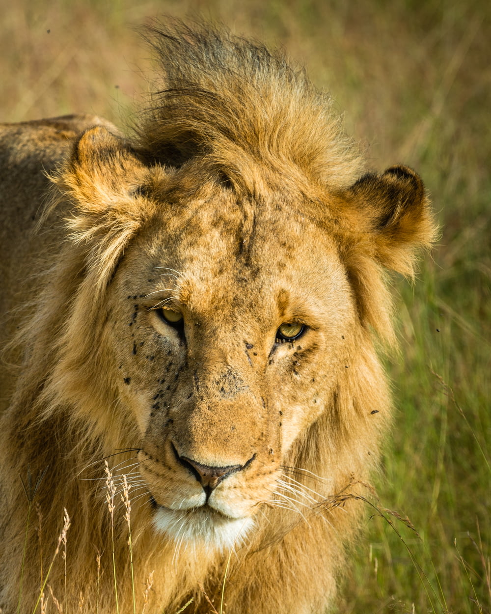 Fotografía de enfoque selectivo de león marrón cerca de pastos