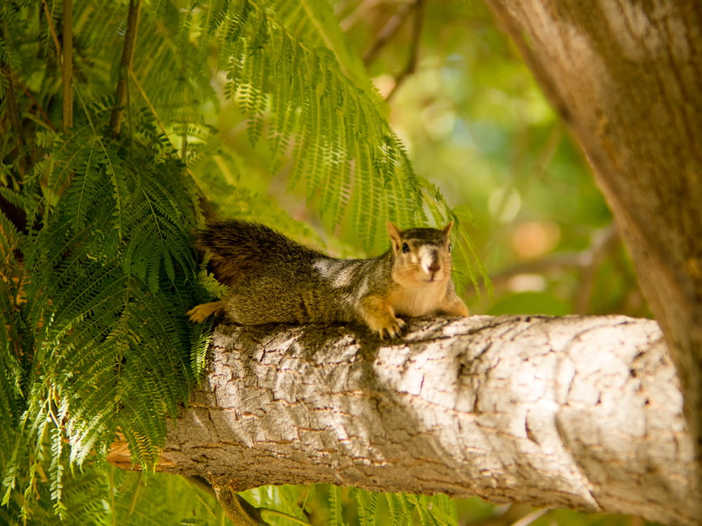 squirrel on branch at daytime