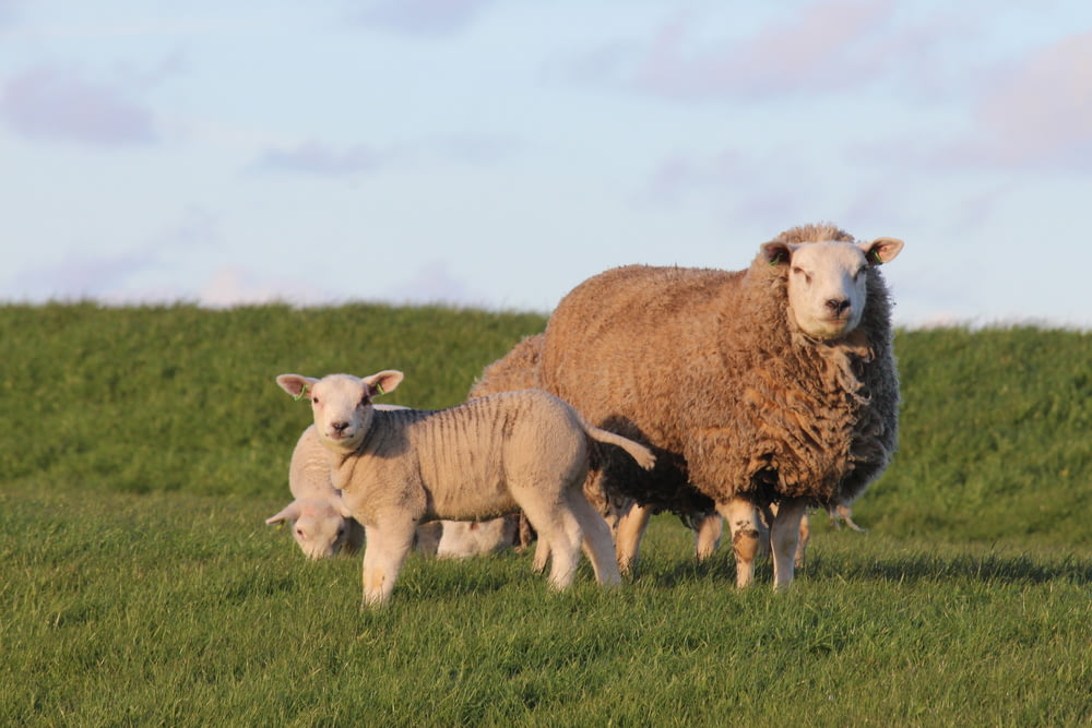 trois moutons bruns sur la terre herbeuse