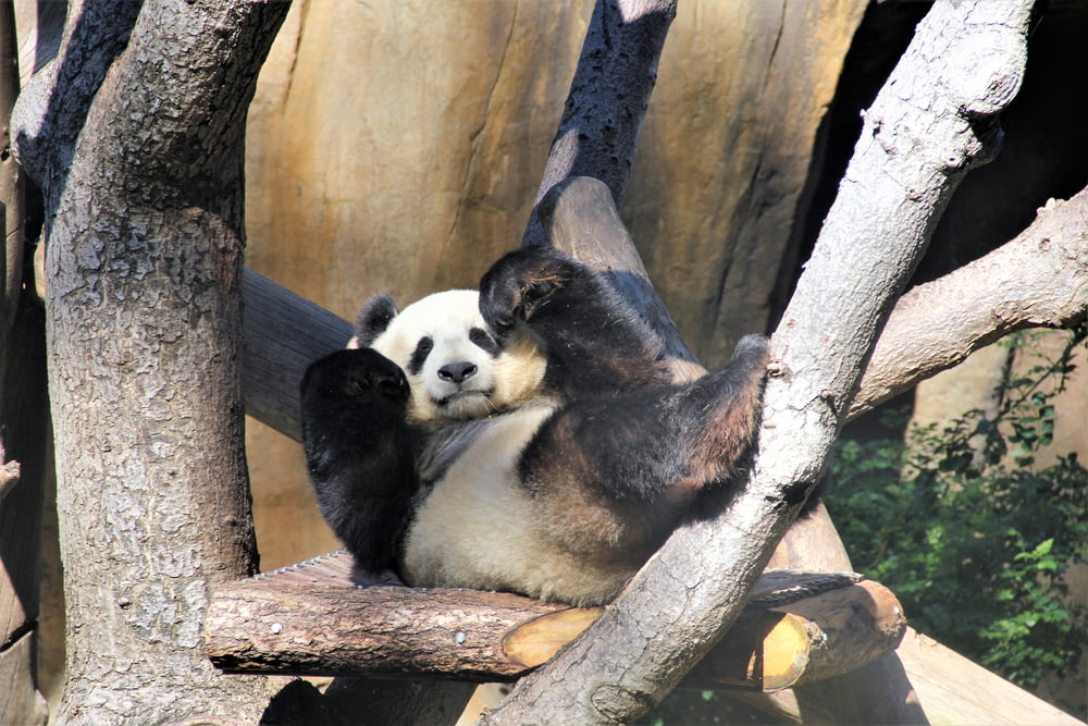 panda playing on tree branch
