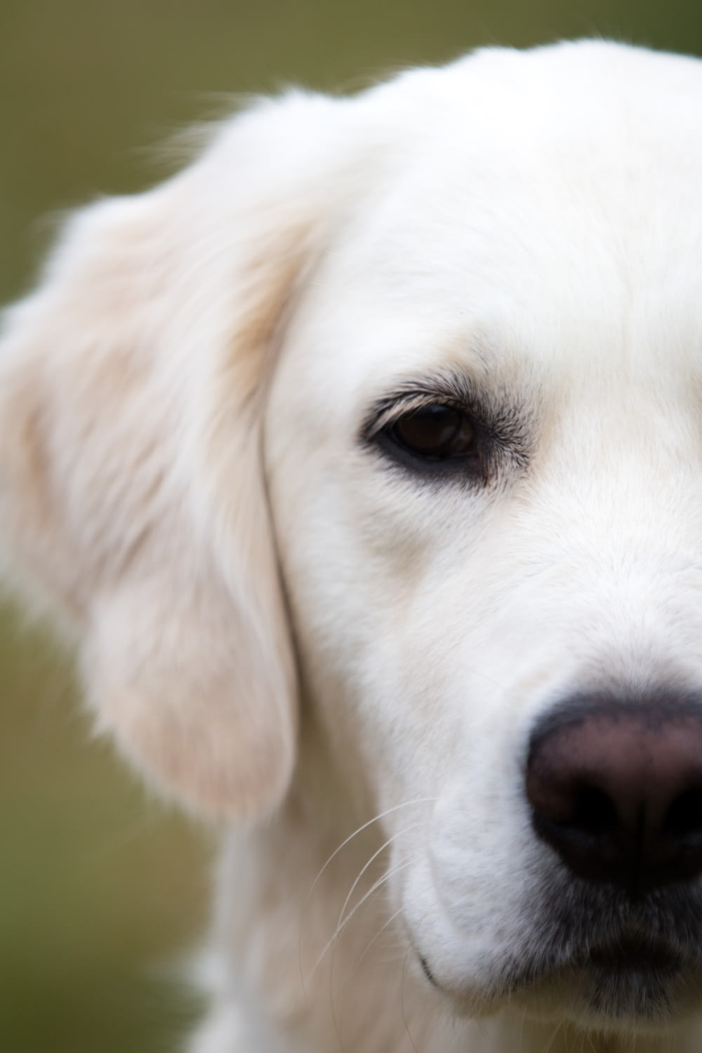 a close up of a white dog's face