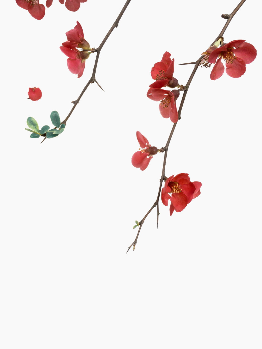 흰색 배경의 빨간 꽃잎 꽃