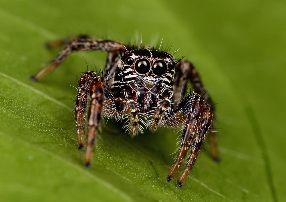 photo en gros plan d’une araignée brune et noire sur une feuille
