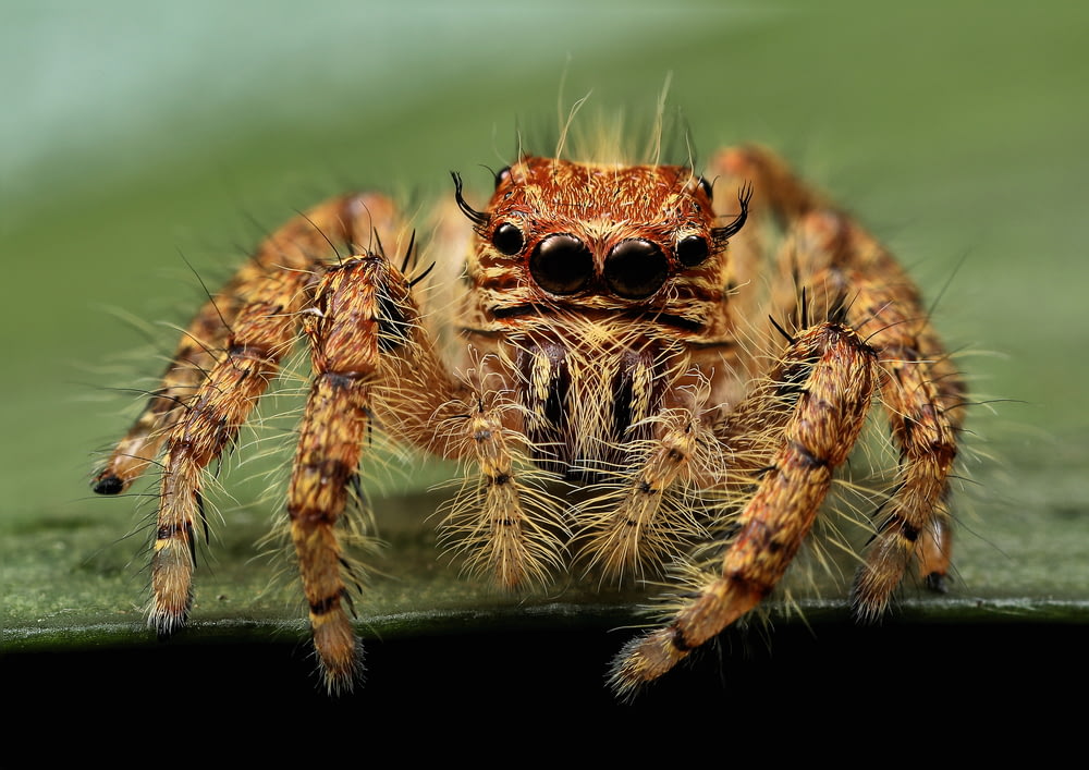fotografia macro de aranha