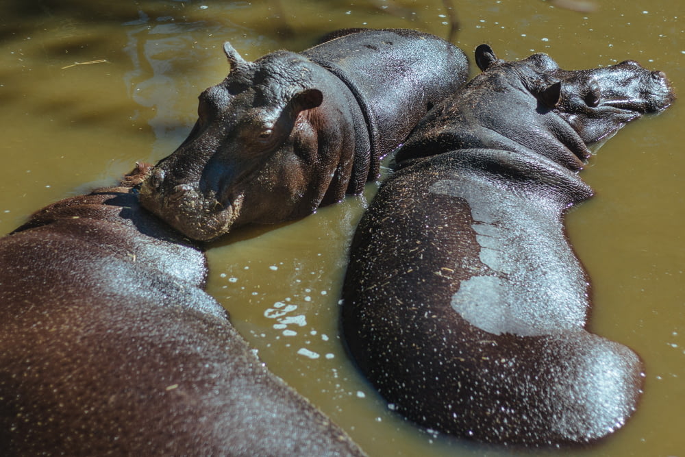 three hippopotamus in body of water