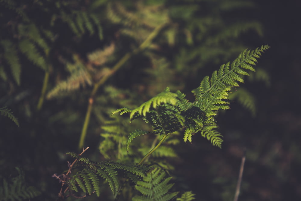 selective focus photo of fern plant