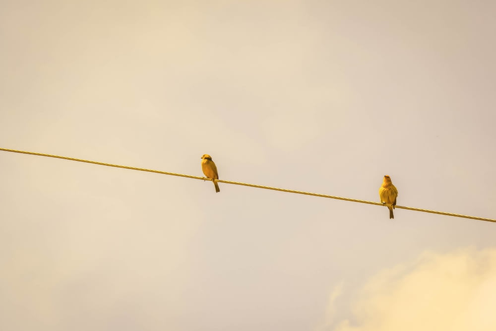 Dos pájaros amarillos en una cuerda