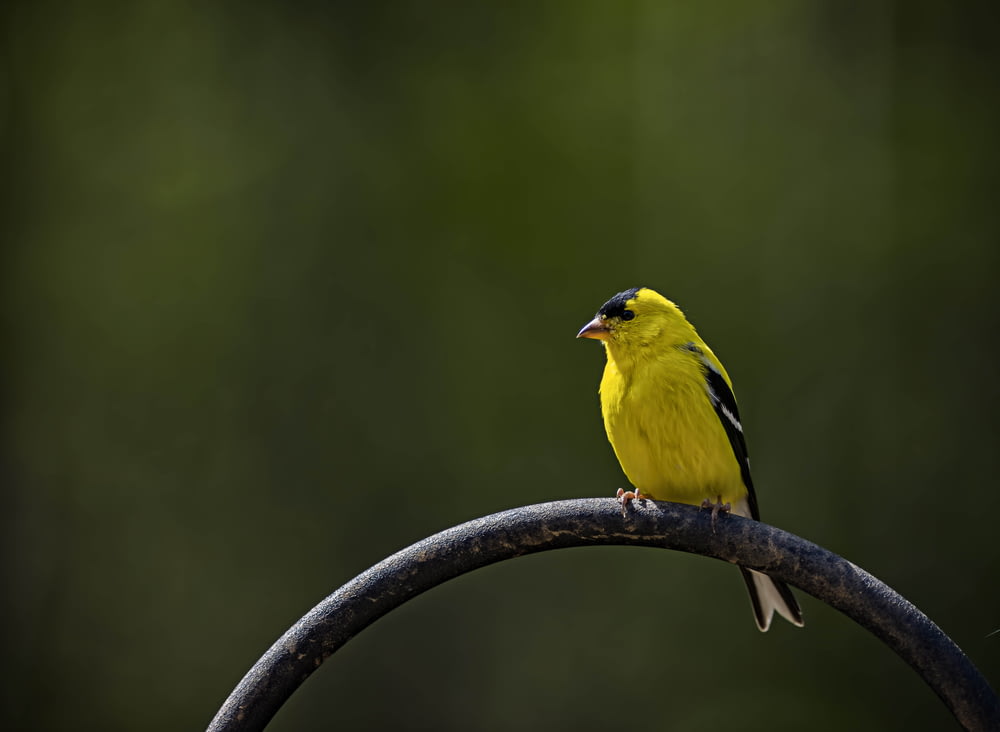 枝の上に立つ黄色い鳥