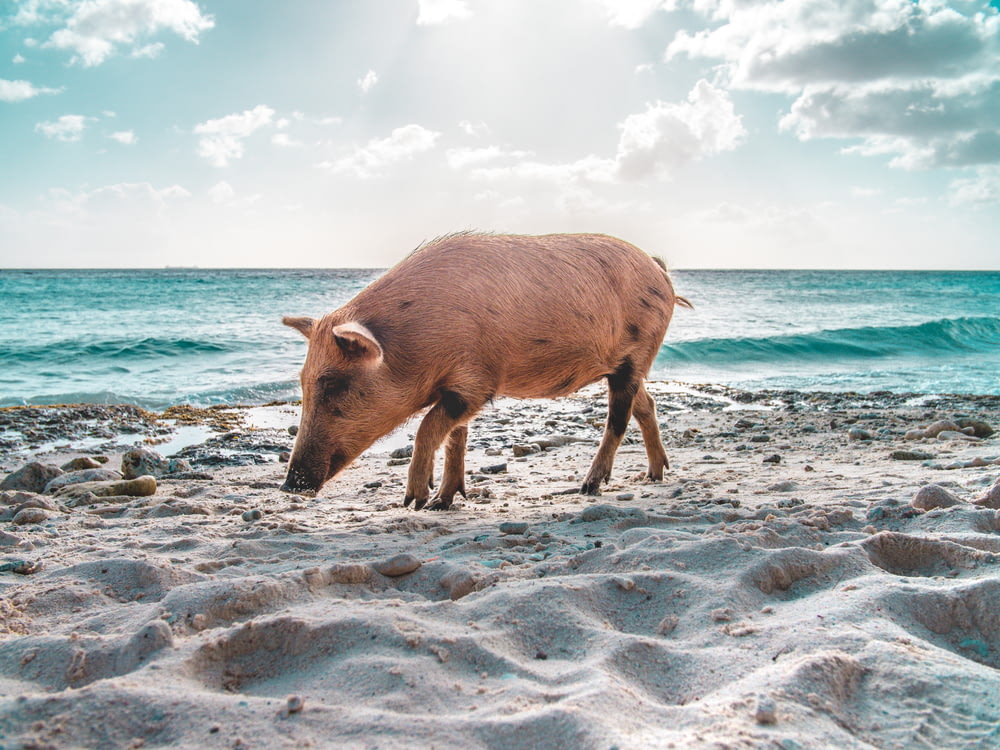 brown pig walking on seashore nearby sea