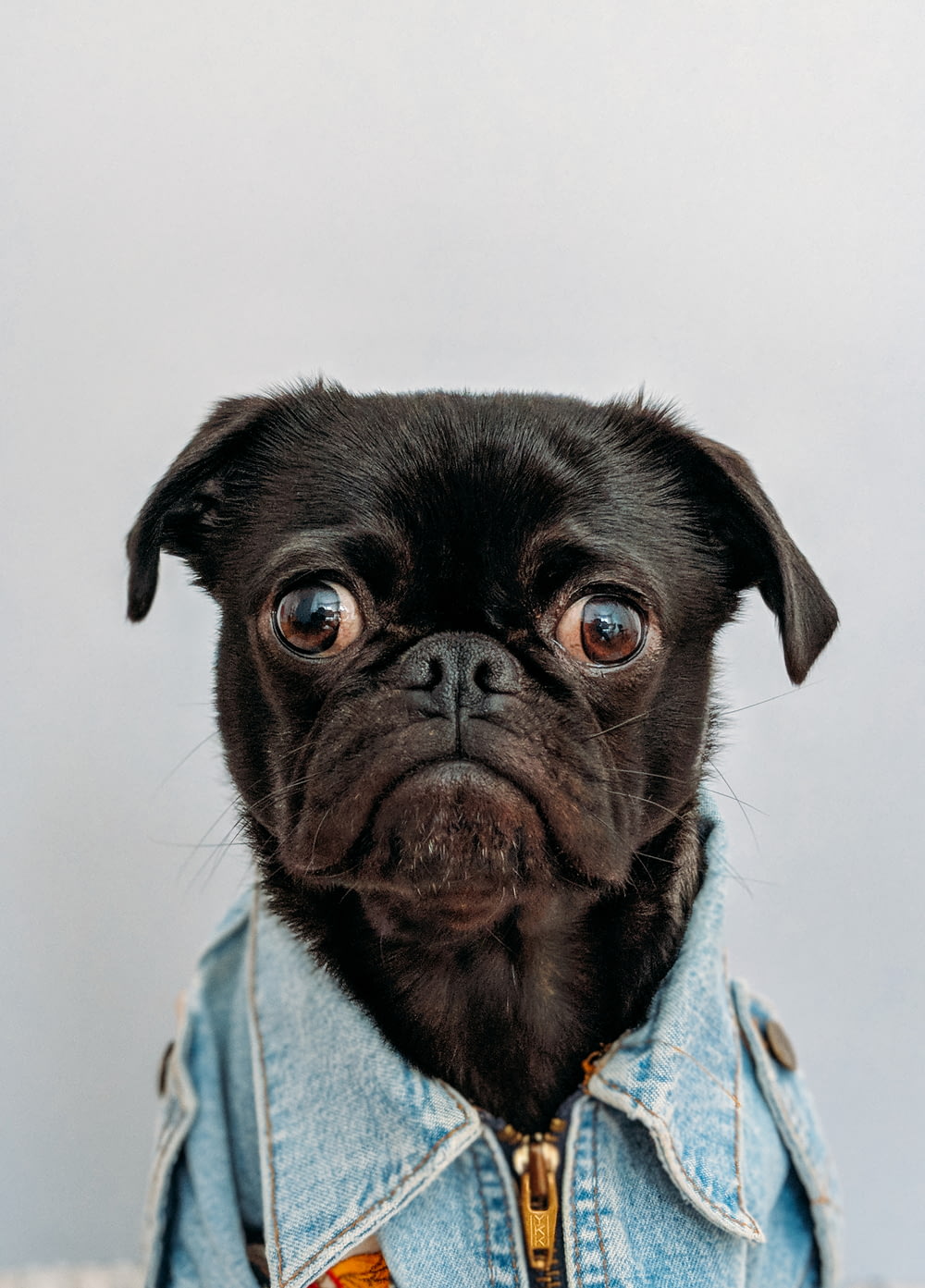 chien noir portant un collier en jean bleu
