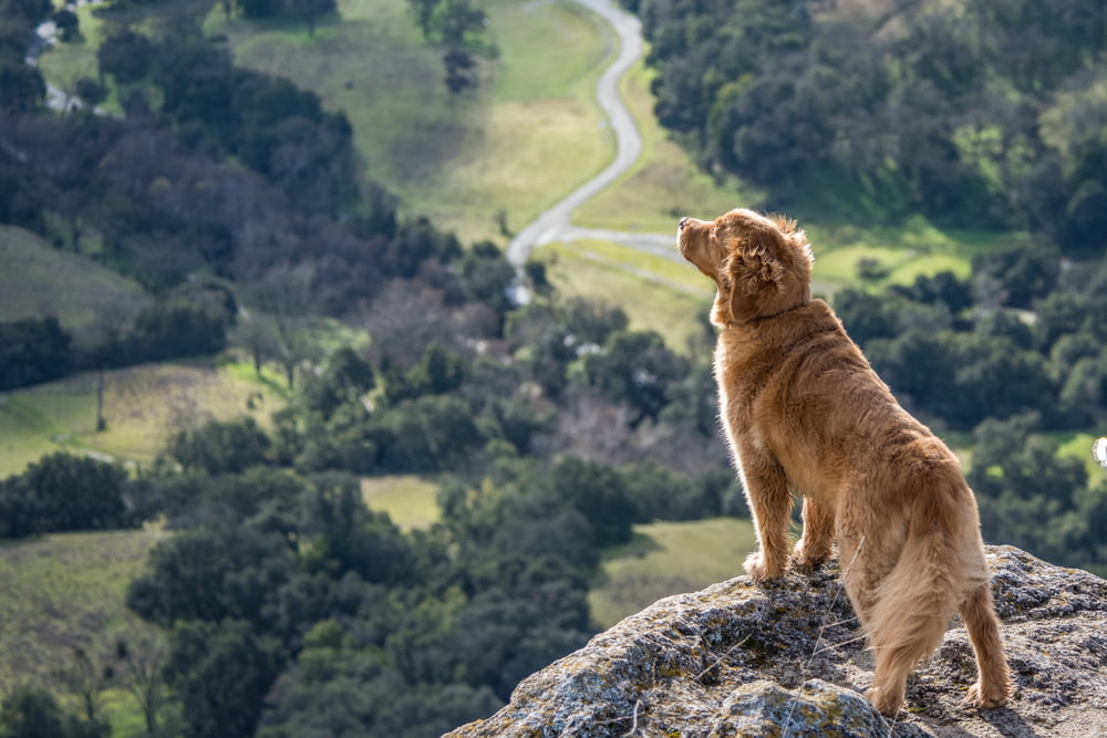 灰色の崖の上のショートコートの茶色の犬