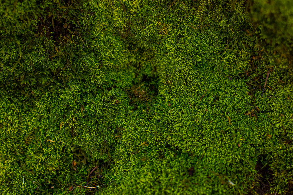 Fotografia aerea di alberi forestali
