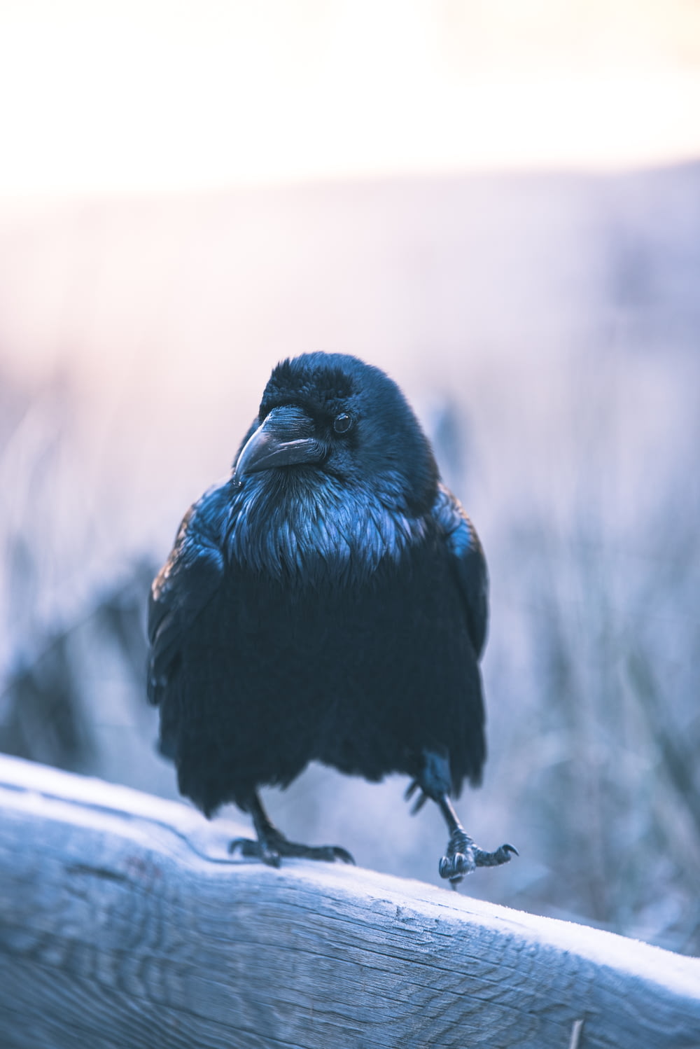 selective focus photography of crow perching on wood