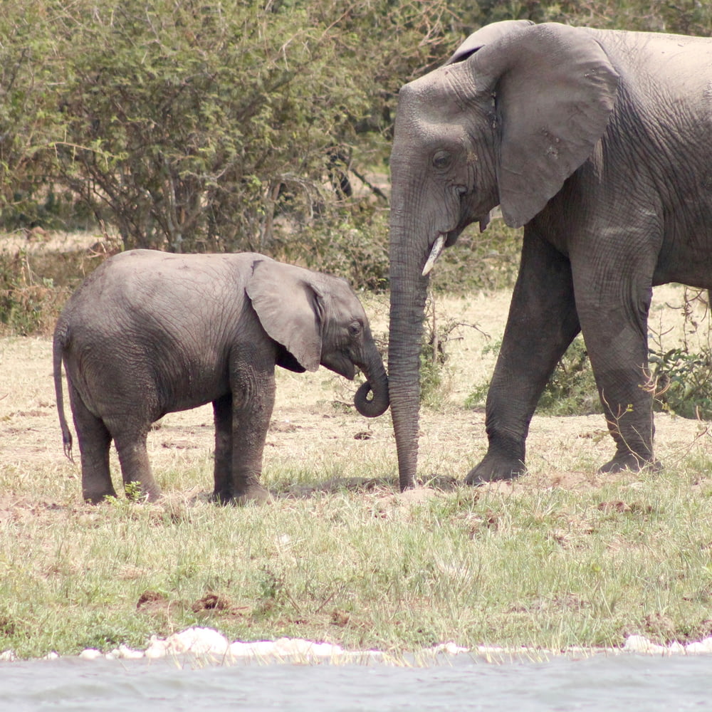two elephants standing on grass near body of water