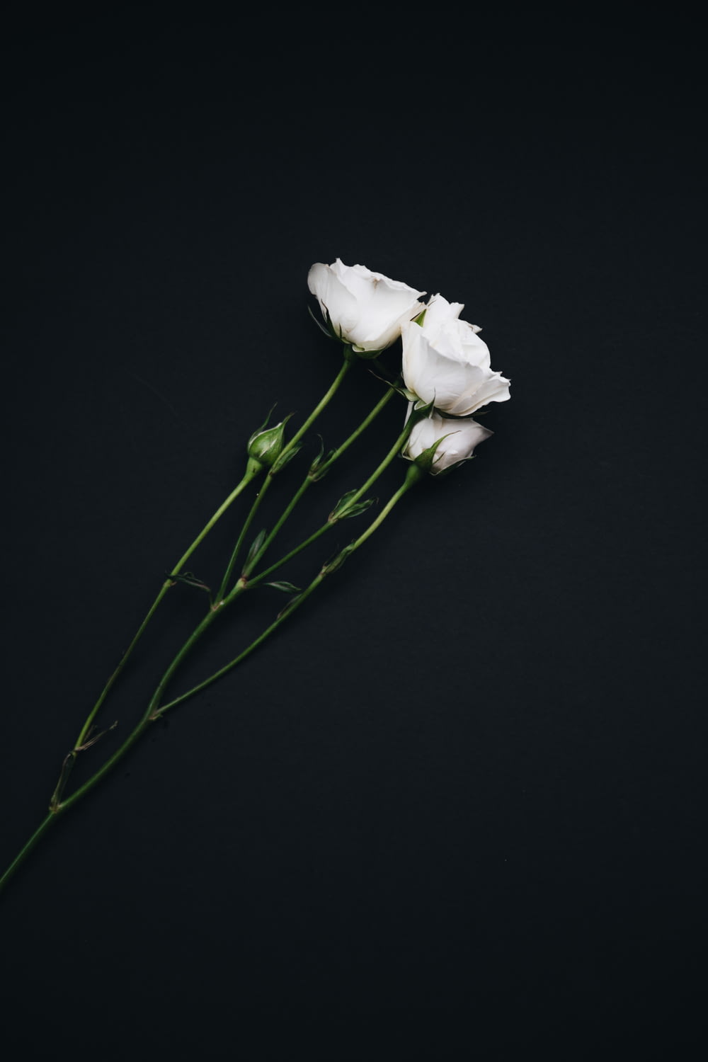 Drei weiße Rosen