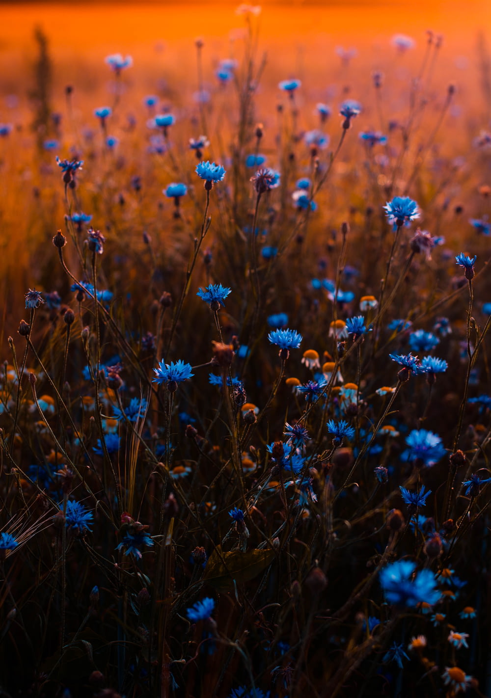 closeup photo of blue petaled flowers