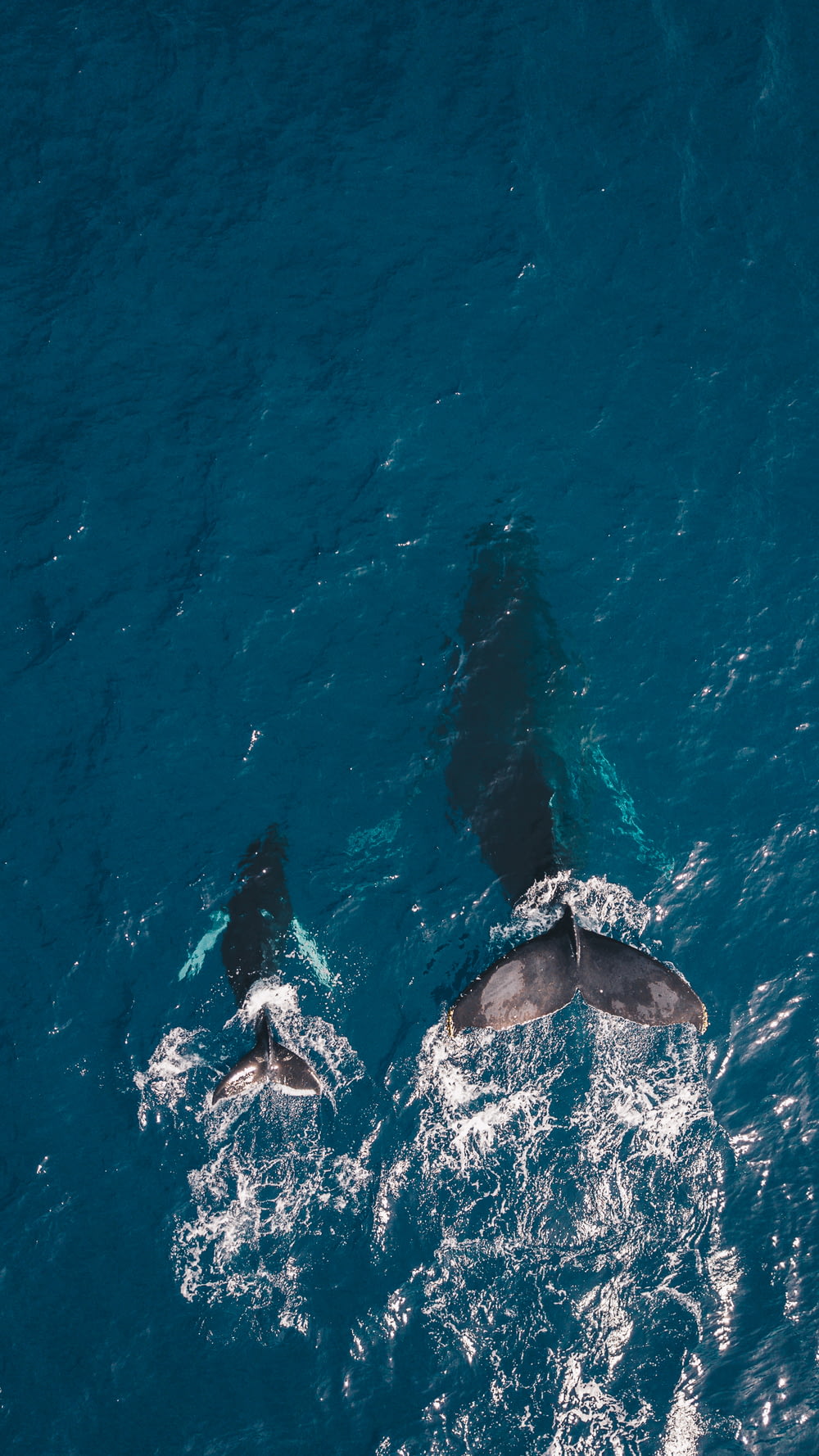 zwei Schwarzwale schwimmen im Gewässer