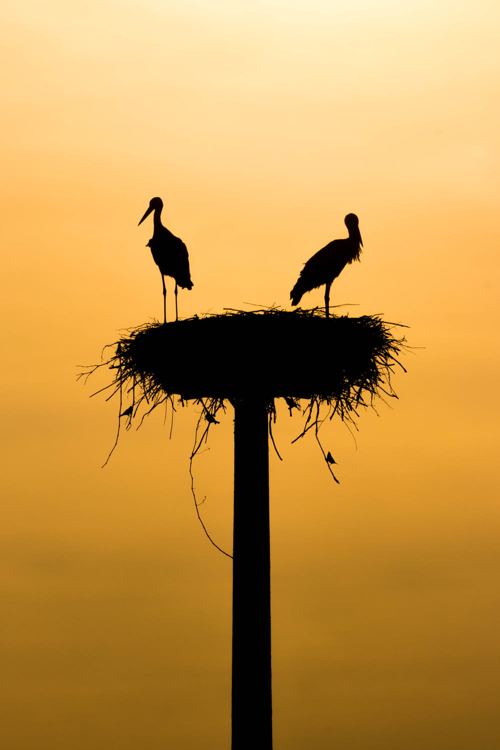 silhouette d’oiseaux au coucher du soleil