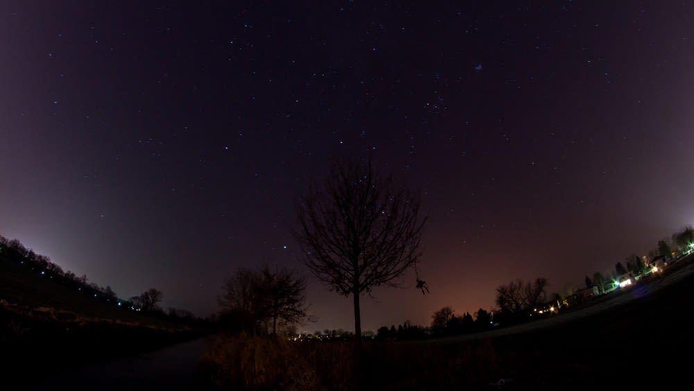 leafless tree under starfield during nighttime