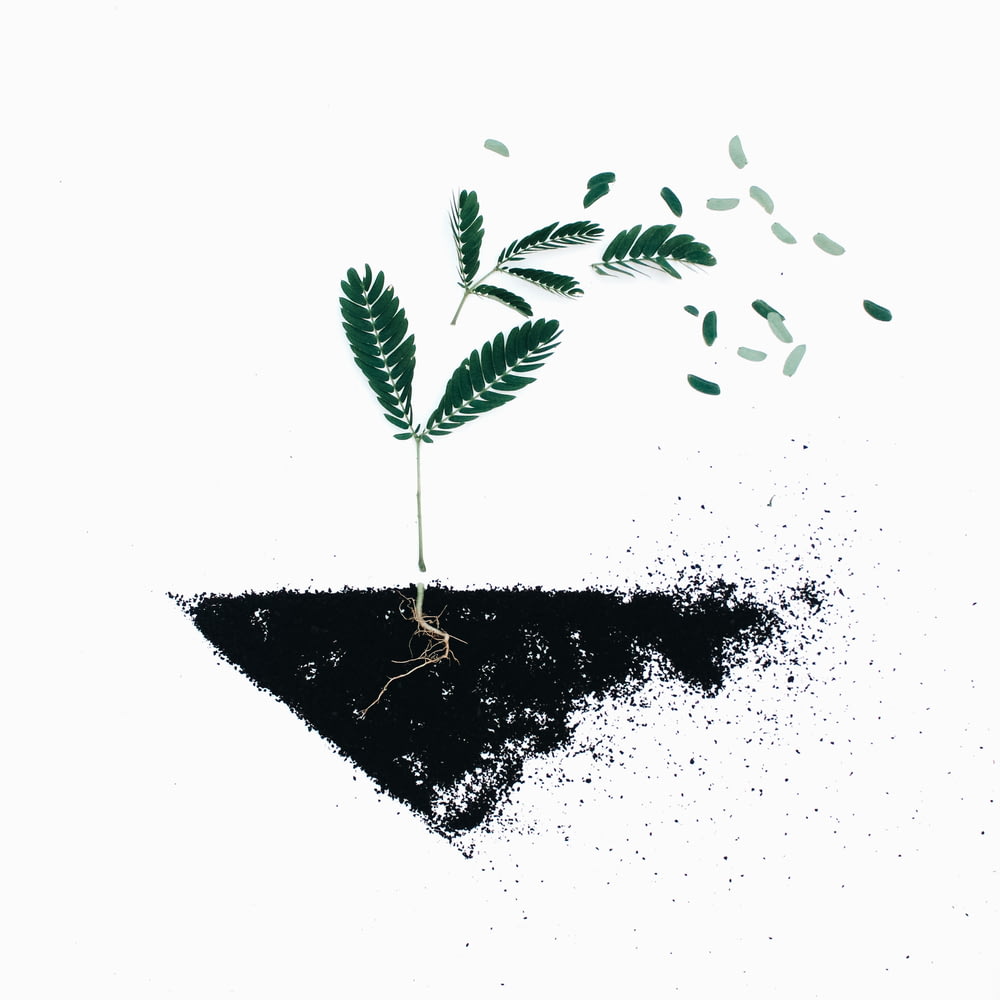 green leaf plants on black soil illustration
