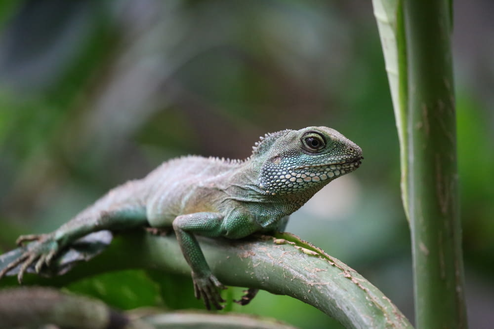 green iguana resting tree branch