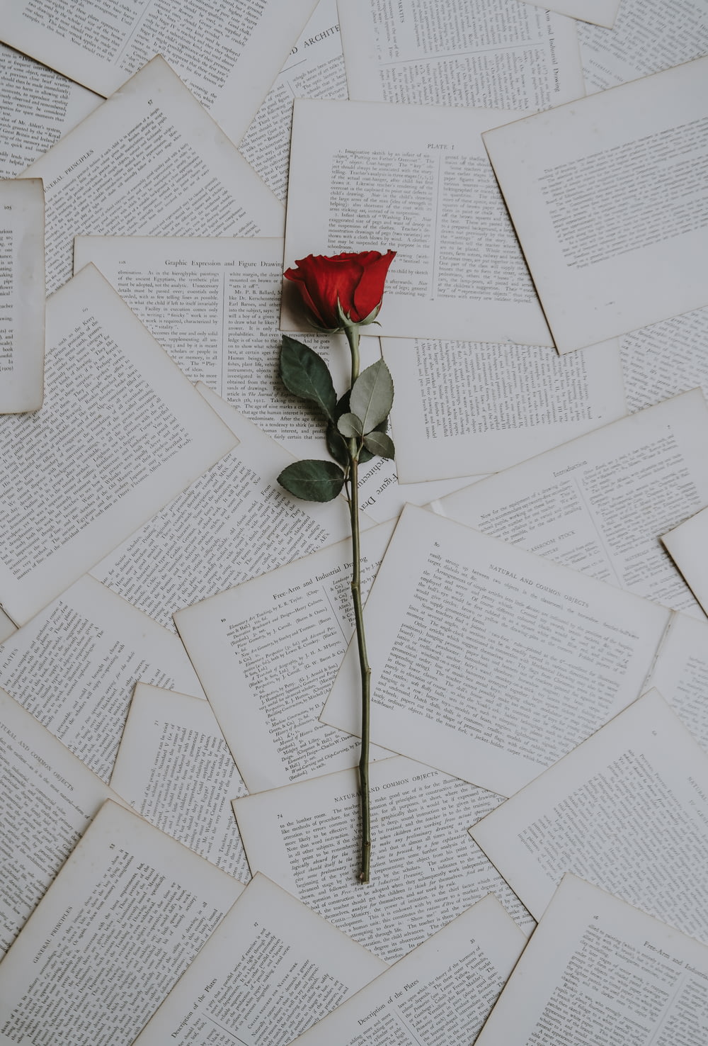 Rote Rose auf Buchbögen