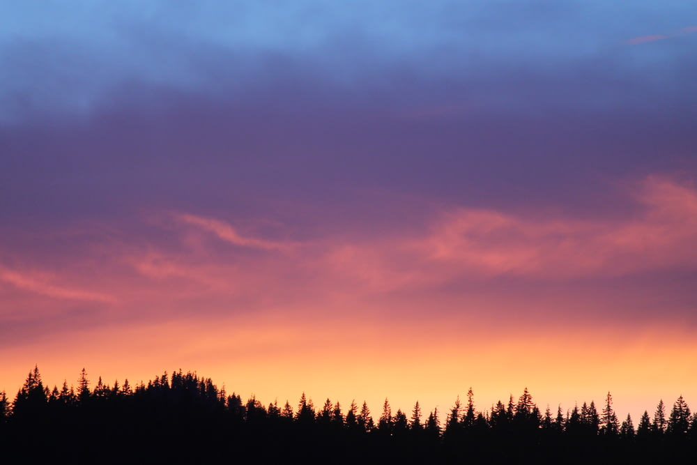 Silhouette d’arbres sous le ciel orange et bleu au coucher du soleil
