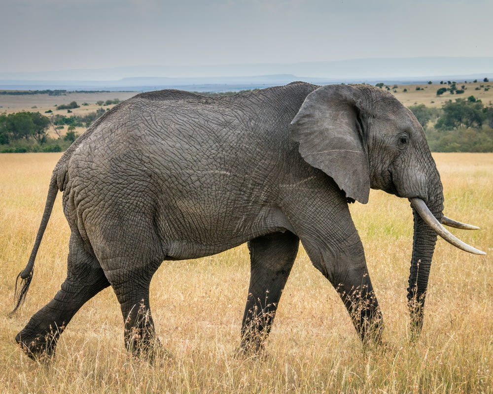 wildlife photography of an elephant