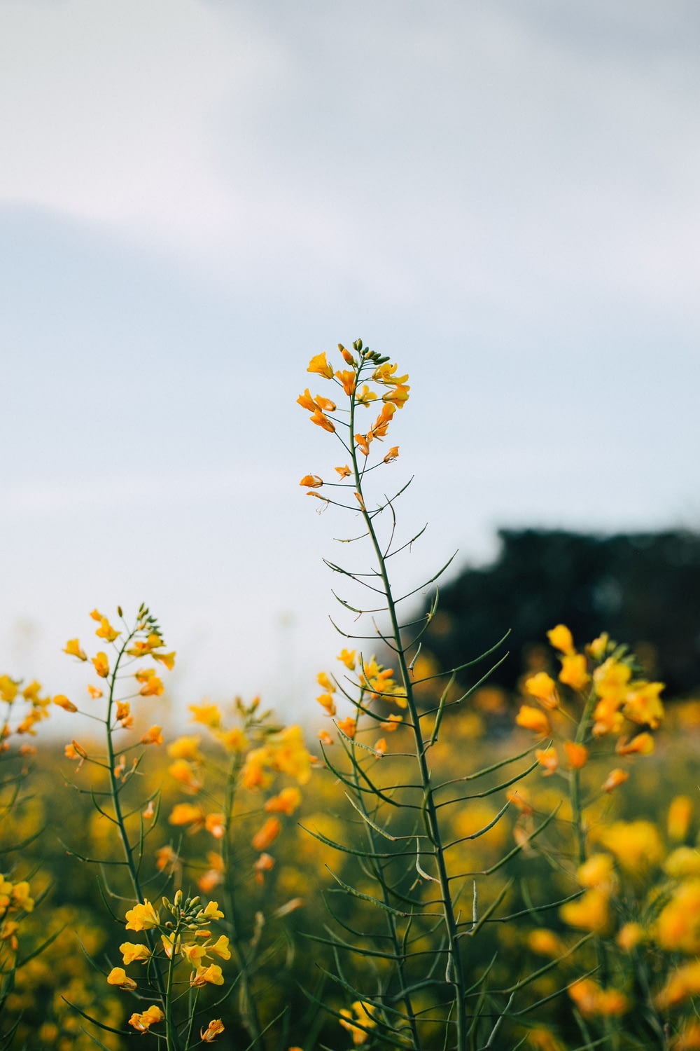 黄色い花びらの花のセレクティブフォーカス撮影