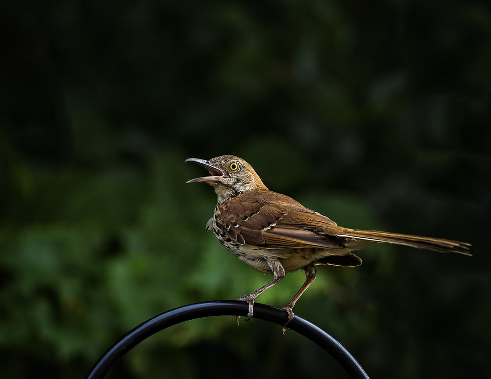 brown perching bird