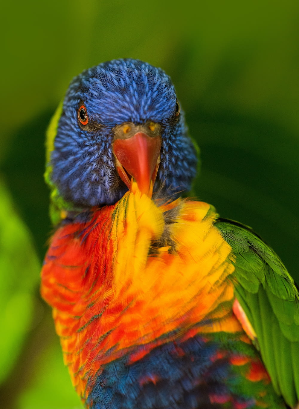 shallow focus photography of multicolored bird