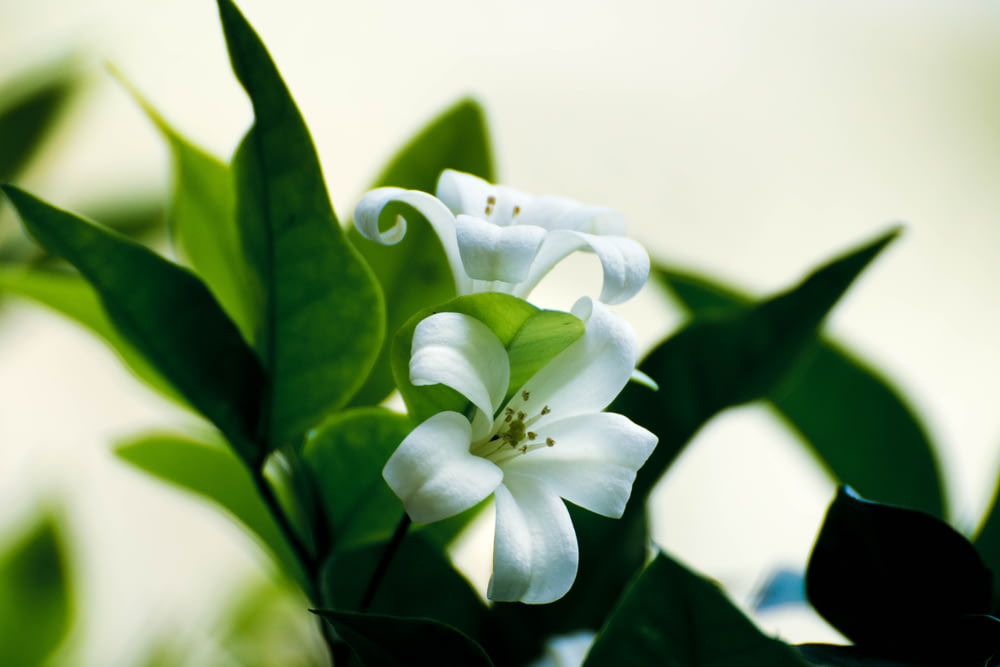 close shot of white flower