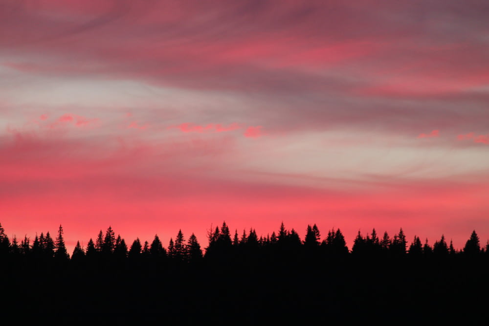 photographie de silhouette de la forêt pendant le coucher du soleil