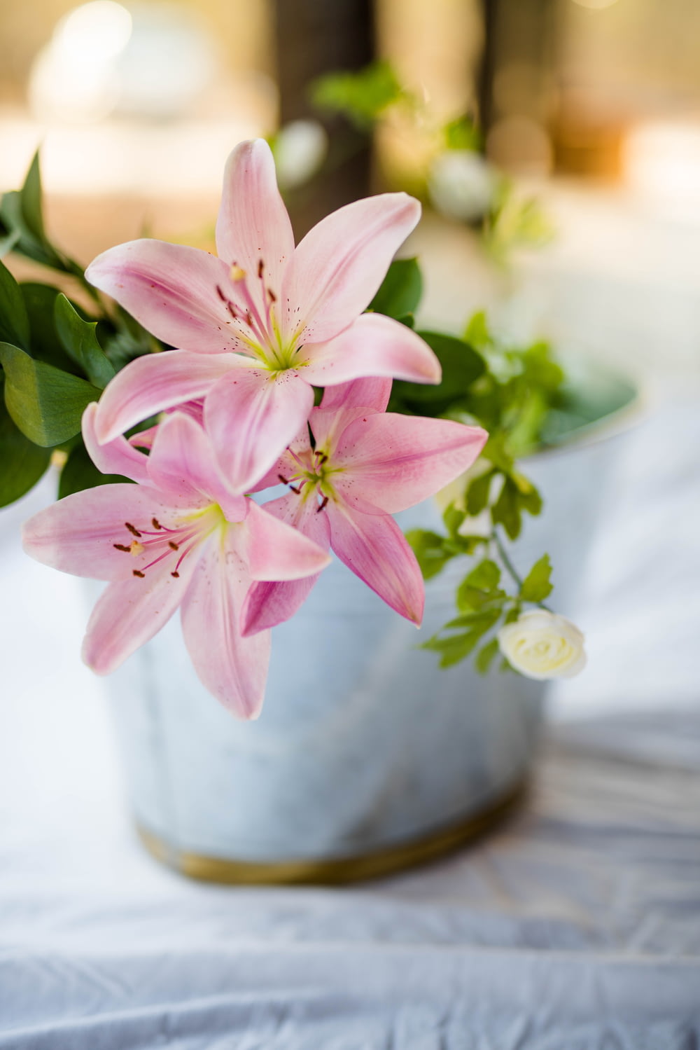 pianta da fiore rosa in vaso bianco