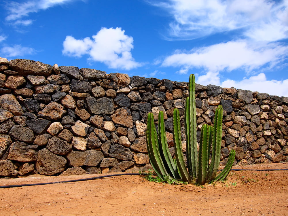 green cactus plant near brick wall