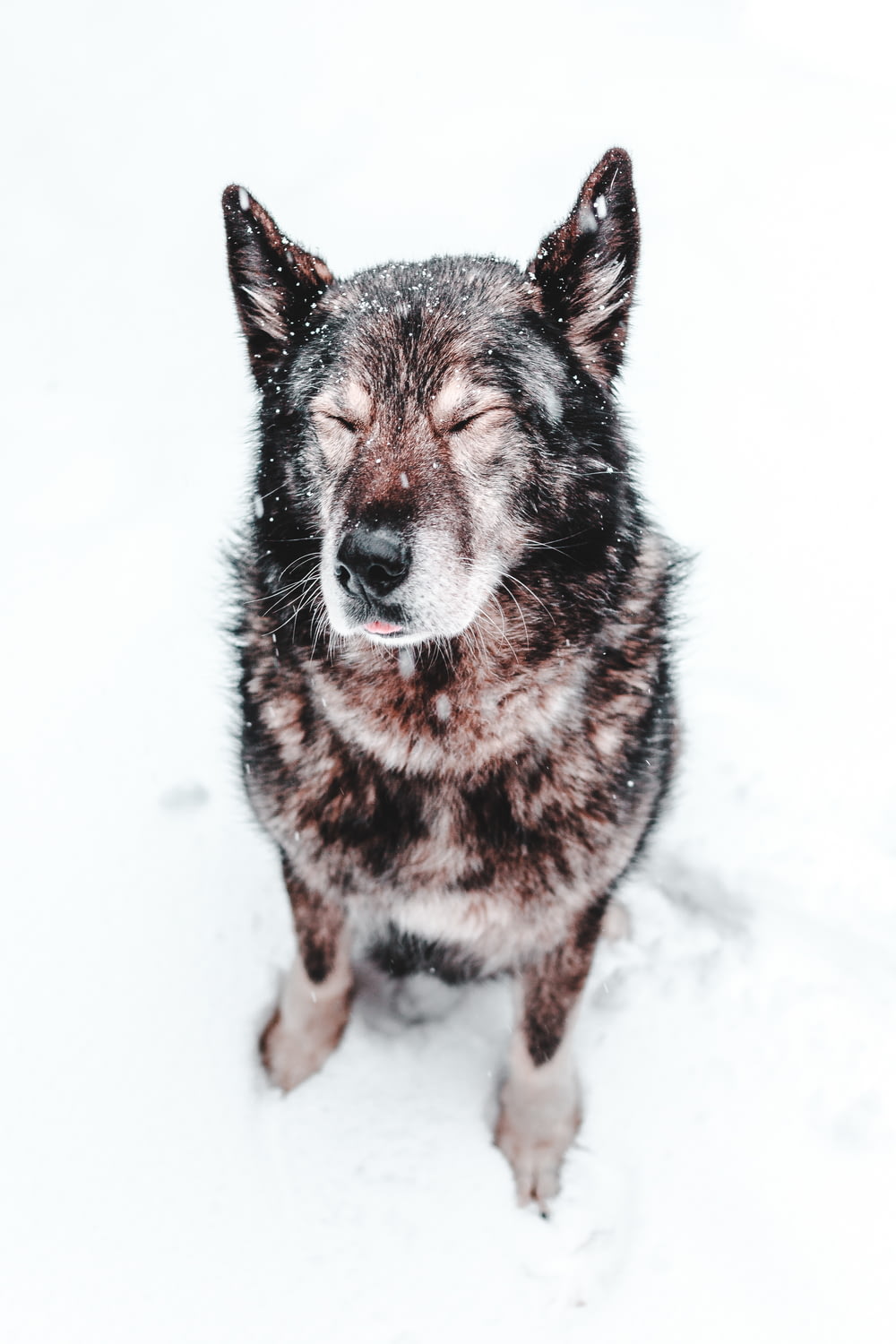 close up photo of black dog sitting on snow