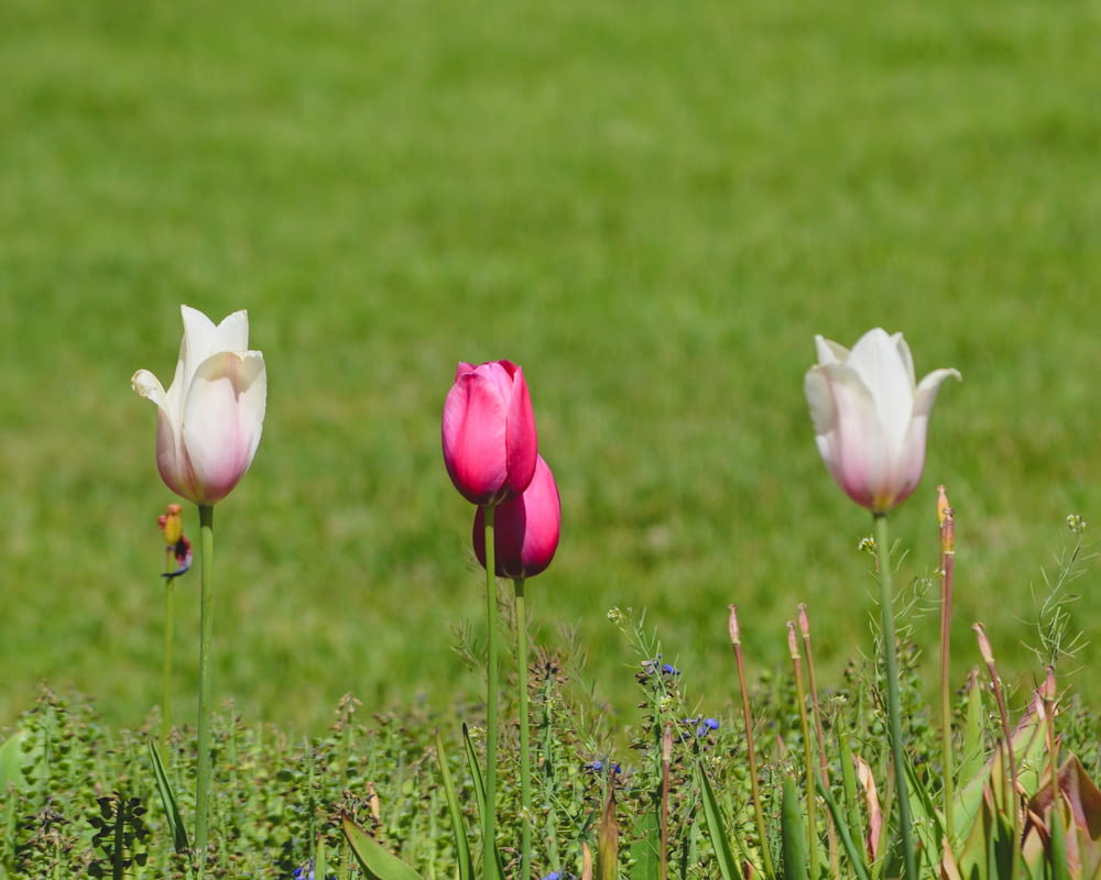 white and pink tulip flowers