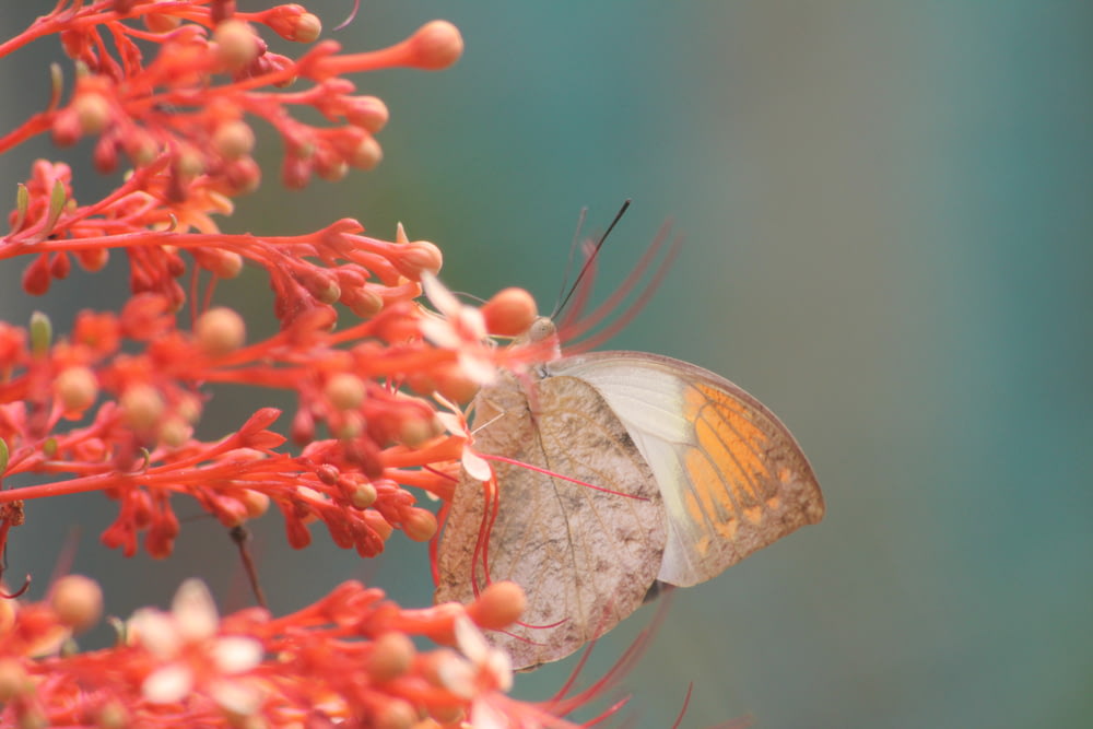 close-up photography of gray and orange butterfly perching on red petaled flower during daytime