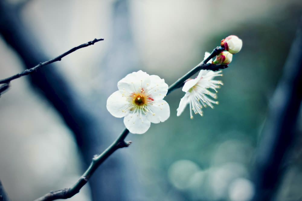 white blossom flower closeup photography