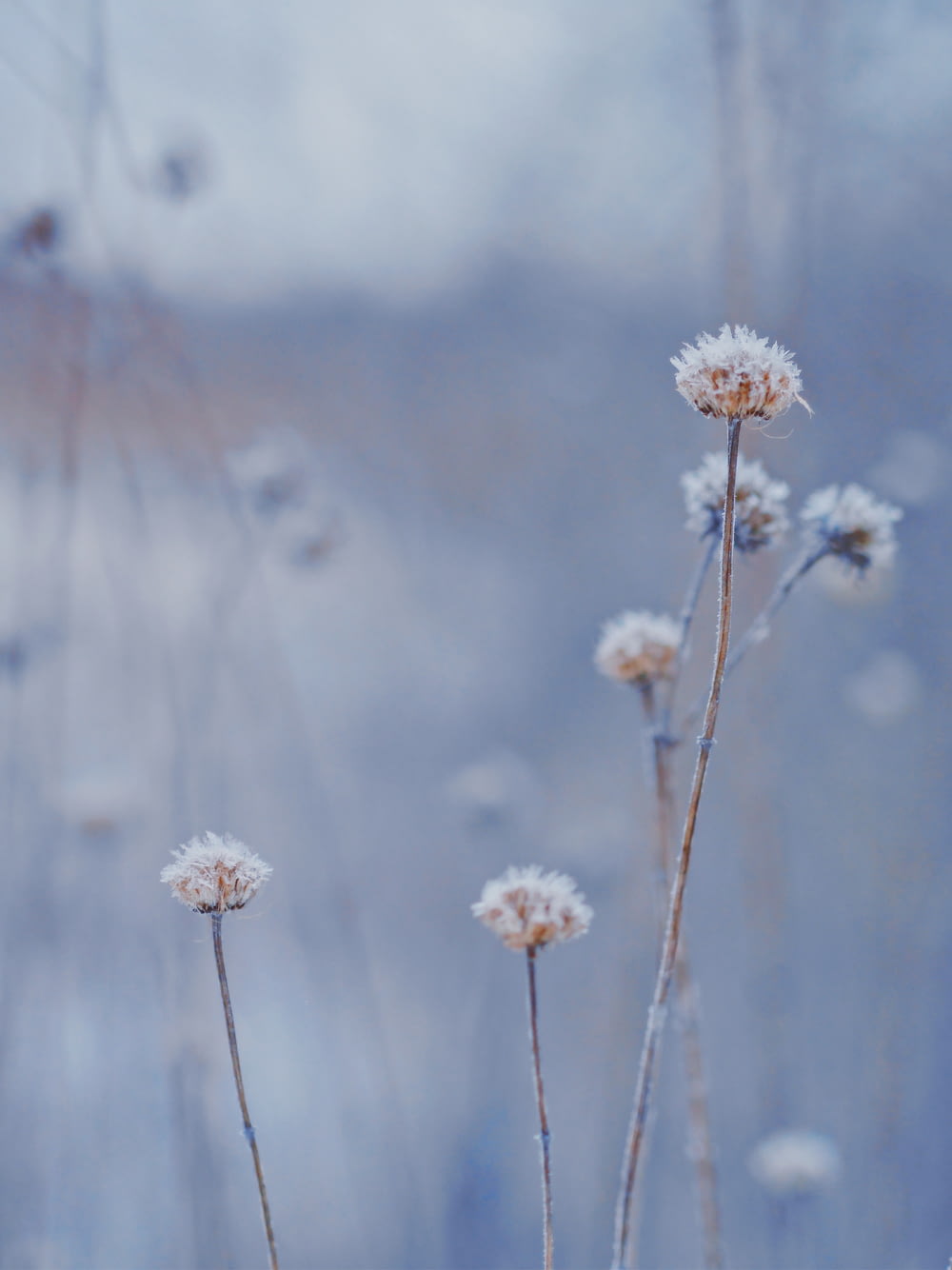 photo sélective de fleur à pétales blancs