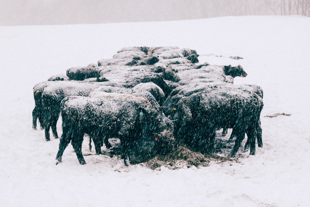 group of animal gathered on field covered with snow