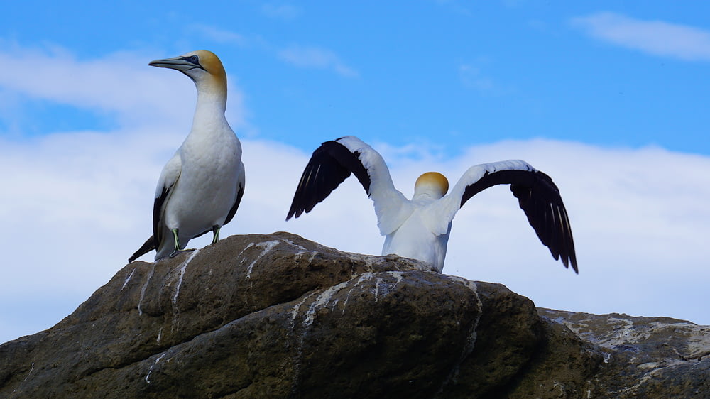 two white birds standing on rock