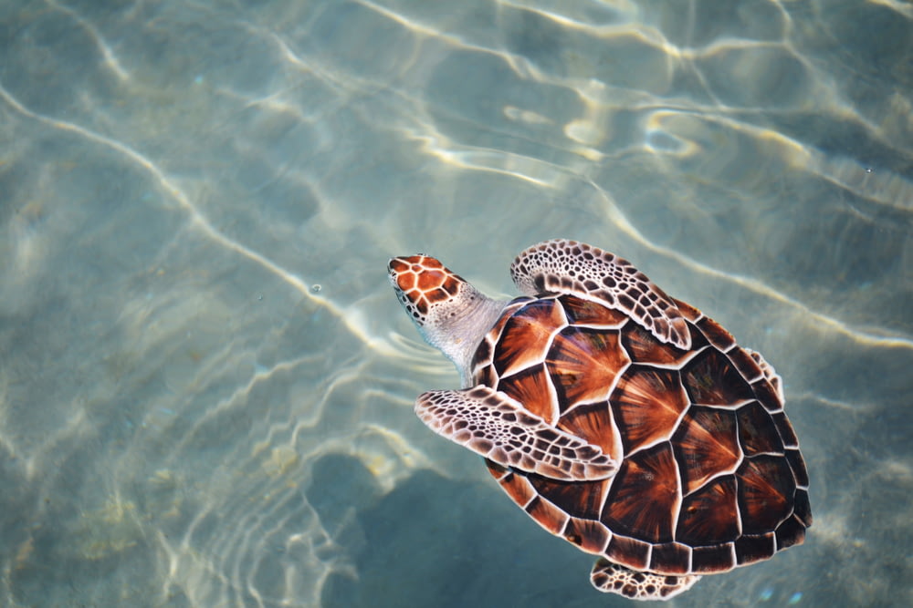 turtle swimming on body of water