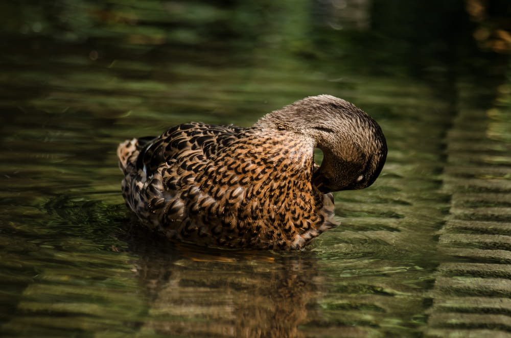 brown duck floating on water