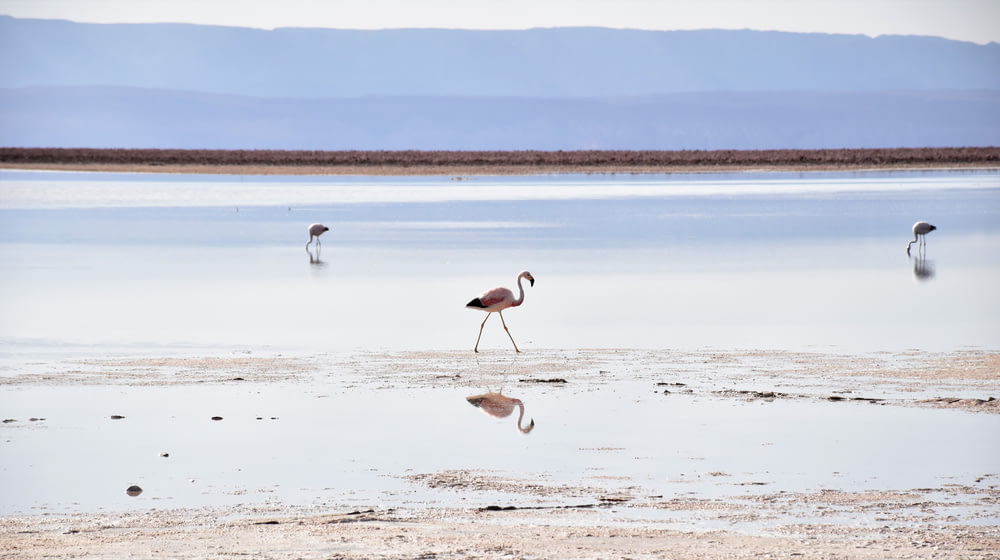 flamingo standing on seashore during daytime