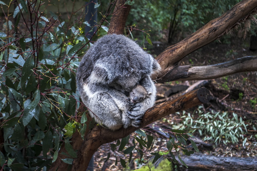 gray mother koala hugging baby koala