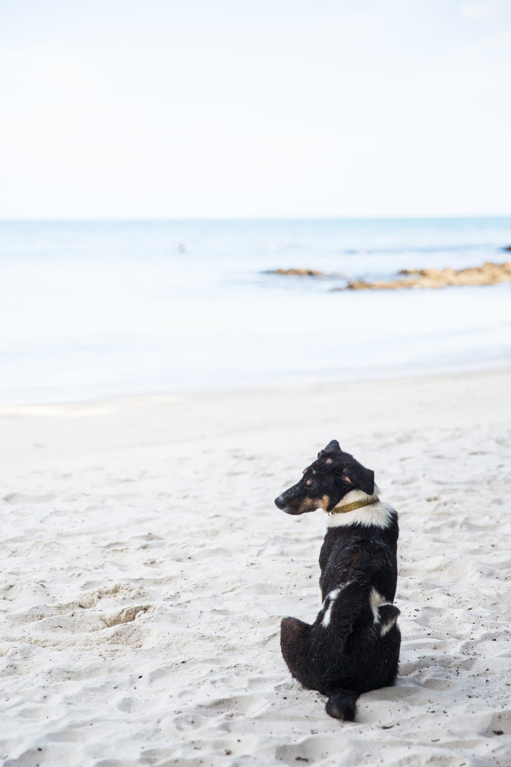 Perro blanco y negro sentado en la arena de la playa durante el día